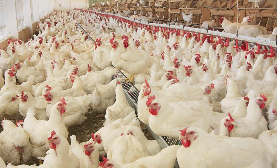 AVICULTURA: Produtores devem fazer registros de aviários de corte