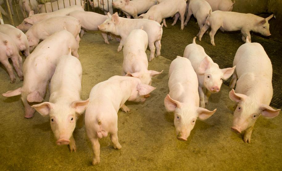 Suinocultura: Adapar Realiza Treinamento para Inquérito em Criatórios de Suínos