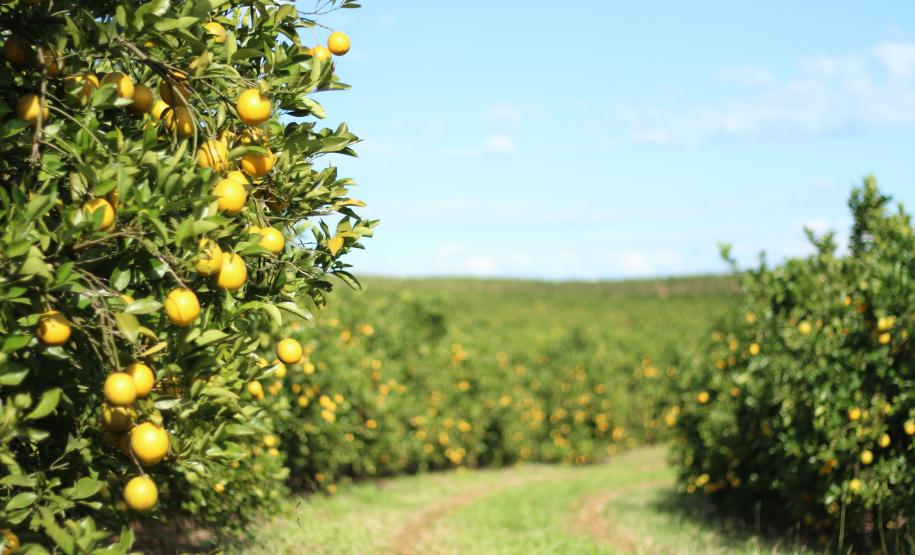 Prazo para entrega de relatório de inspeção para HLB (greening) TERMINA DIA 15 DE JULHO