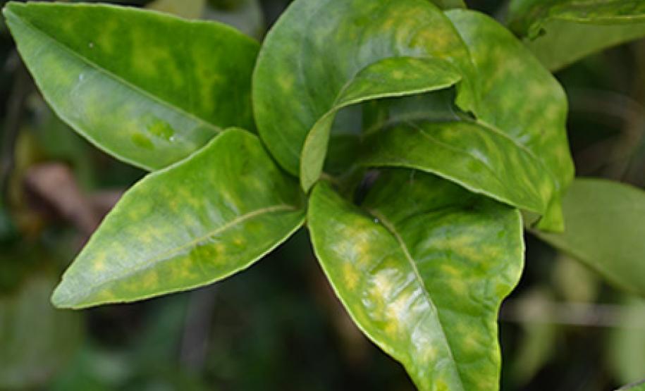 Reunião no Iapar discute sistema de alerta contra greening em citros