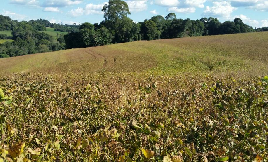 Ferrugem da Soja: Adapar promove evento para em São Mateus do Sul