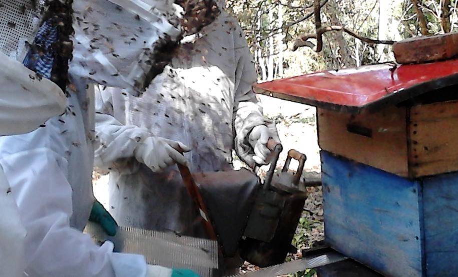 Saúde das Abelhas: Adapar realiza capacitação para monitoramento de apiários