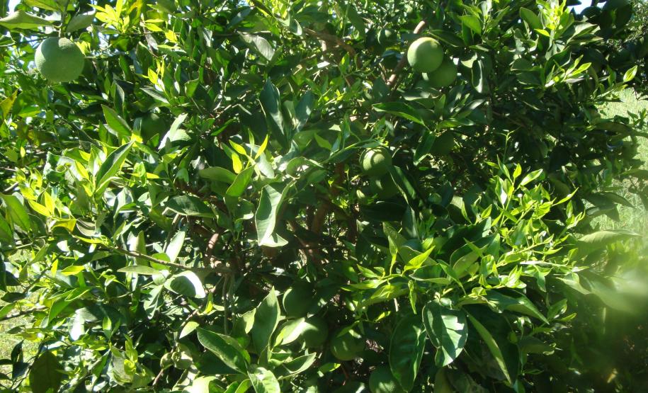 Citricultura: Adapar participa do XIII Congresso Internacional de Citrus.