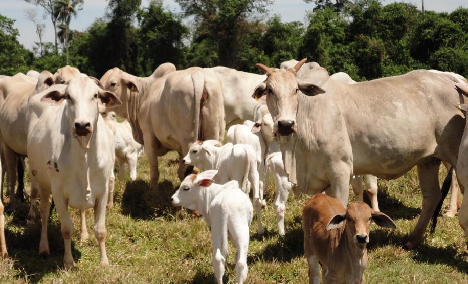 Adapar Promove Reunião Técnica com Veterinários Cadastrados e Habilitados