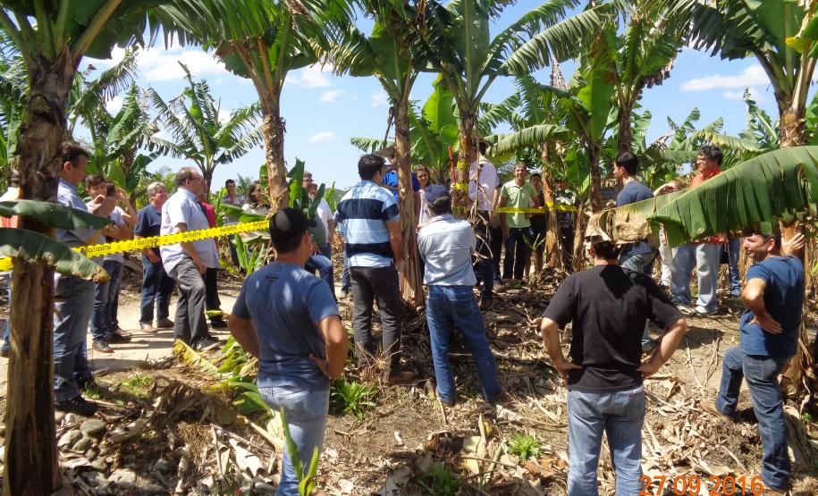 Adapar Promove Dia de Campo sobre Bananicultura em Guaratuba