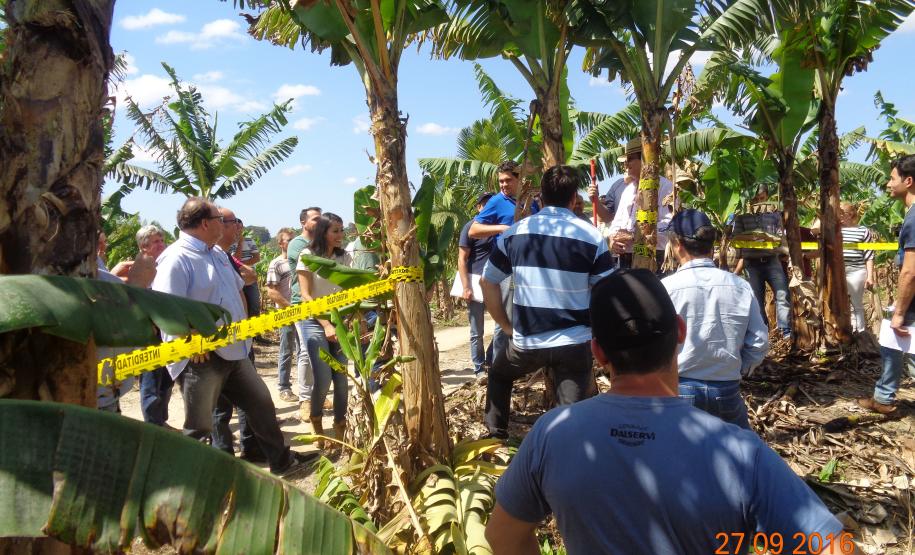 Adapar Promove Dia de Campo sobre Bananicultura em Guaratuba