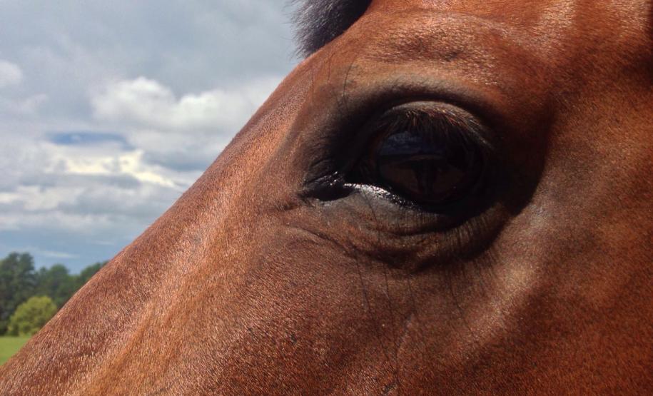 Adapar Participa de II Fórum Gaúcho do Mormo no RS