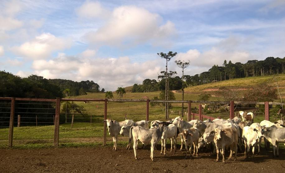 Dia de Campo vai apresentar exemplo de boas práticas agrícolas