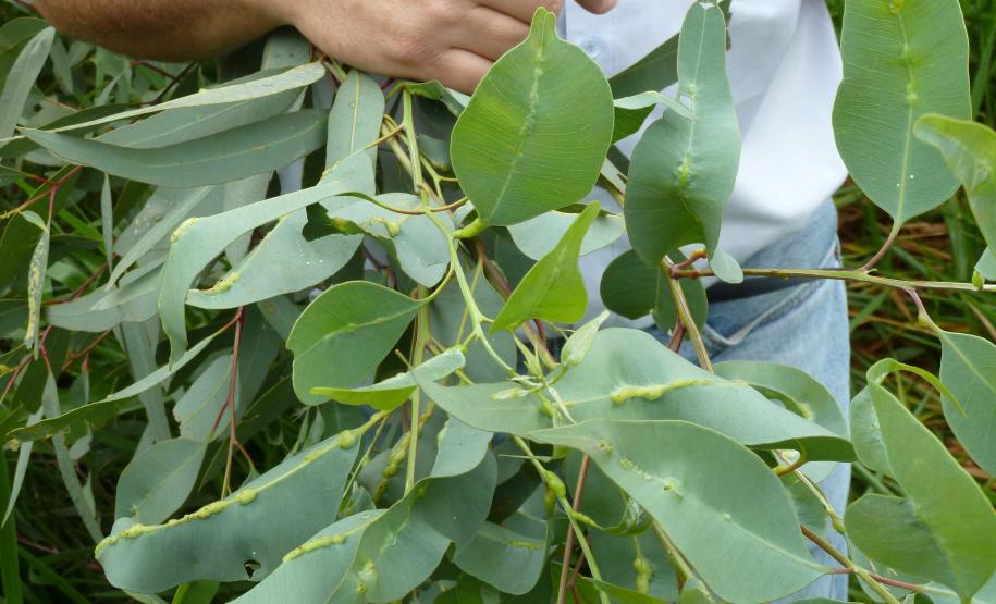 Adapar Participa de Liberação de Inimigo Natural da Praga Vespa-da-Galha do Eucalipto