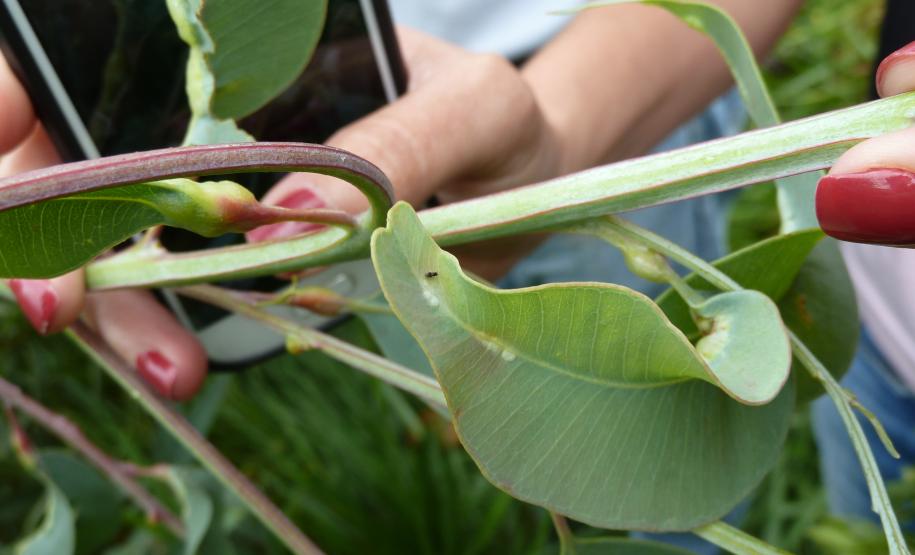 Adapar Participa de Liberação de Inimigo Natural da Praga Vespa-da-Galha do Eucalipto
