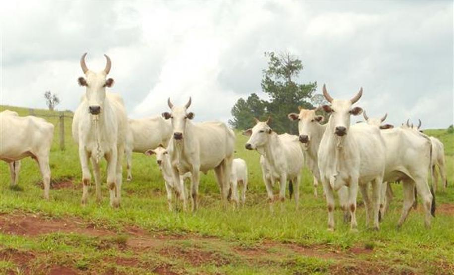 Adapar Convoca Veterinários da Região de Jacarezinho para Discutir Brucelose