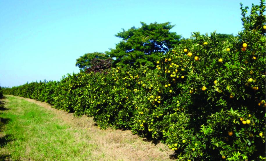 Paraná é reconhecido pelo sucesso no controle do cancro cítrico