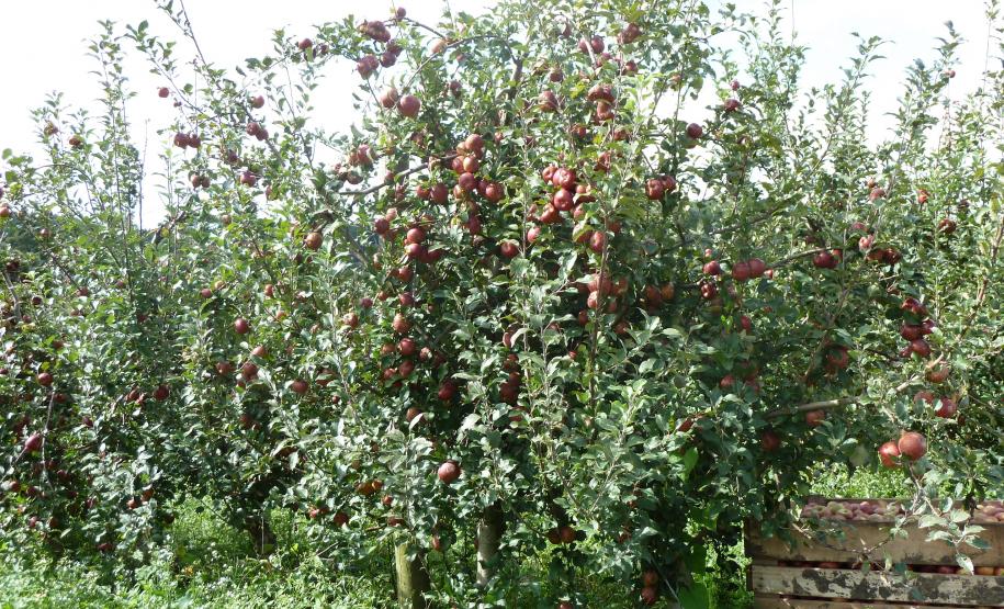 ADAPAR participa de evento técnico sobre a cultura da maçã em Palmas/PR