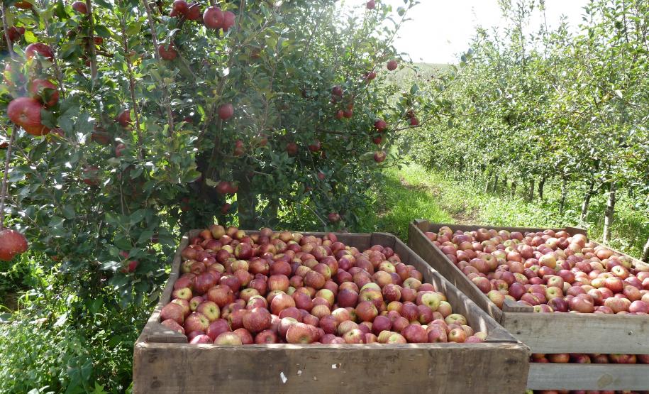 ADAPAR participa de evento técnico sobre a cultura da maçã em Palmas/PR