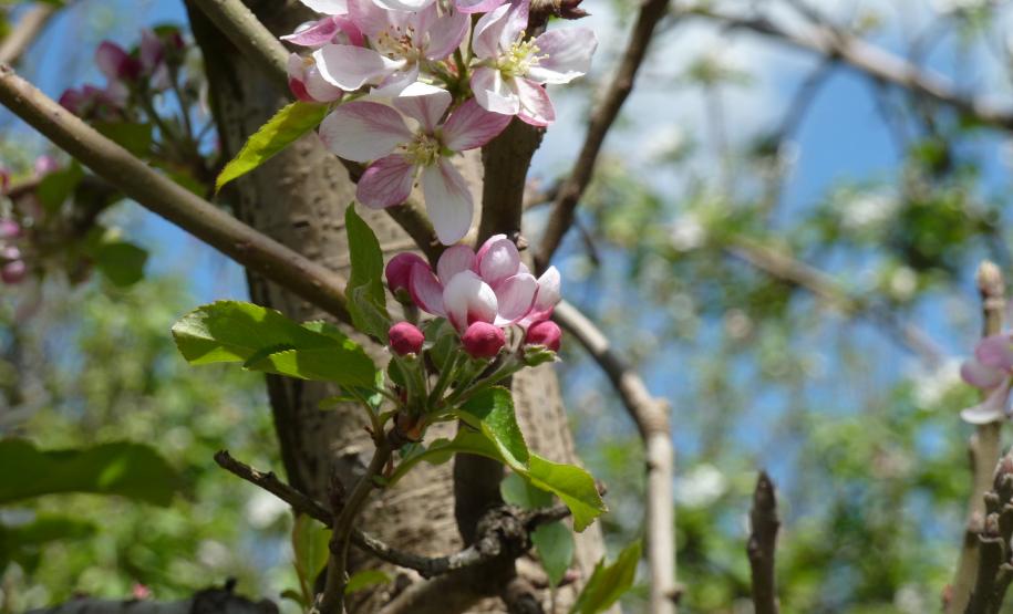 ADAPAR participa de evento técnico sobre a cultura da maçã em Palmas/PR