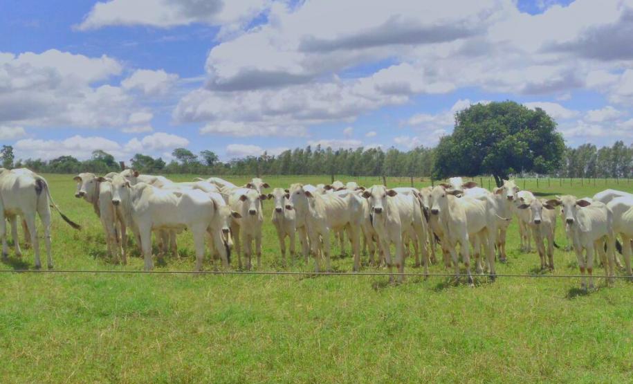 Adapar em Parceria com São José dos Pinhais nas Campanhas de Vacinação Contra Febre Aftosa Adapar em Parceria com São José dos Pinhais nas Campanhas de Vacinação Contra Febre Aftosa