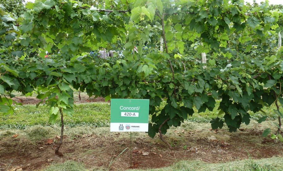 Dia de Campo Sobre a Cultura da Videira em Santa Tereza do Oeste