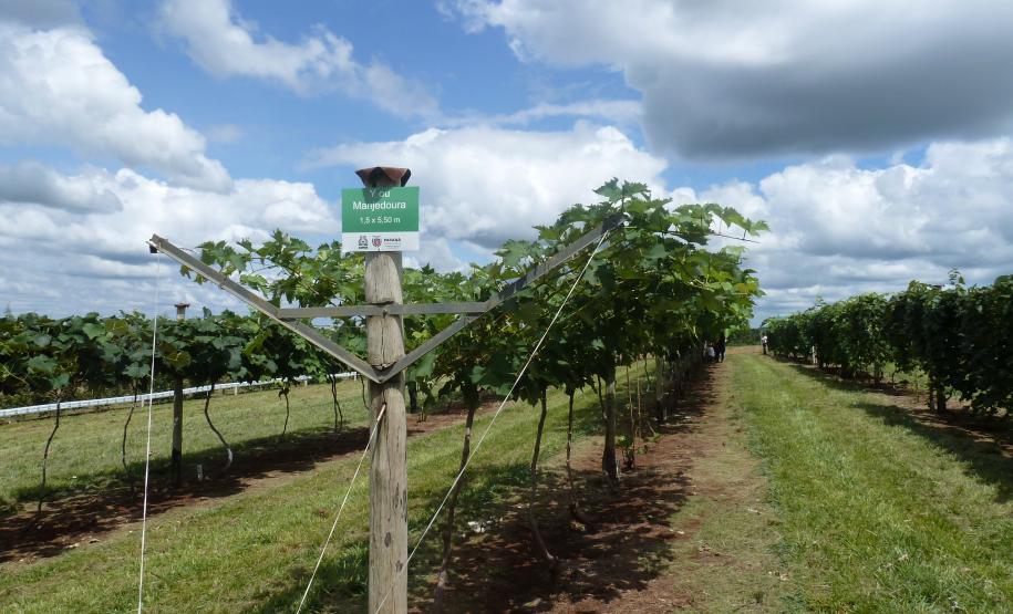 Dia de Campo Sobre a Cultura da Videira em Santa Tereza do Oeste