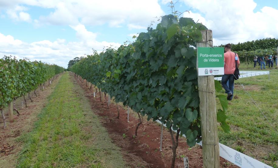 Dia de Campo Sobre a Cultura da Videira em Santa Tereza do Oeste