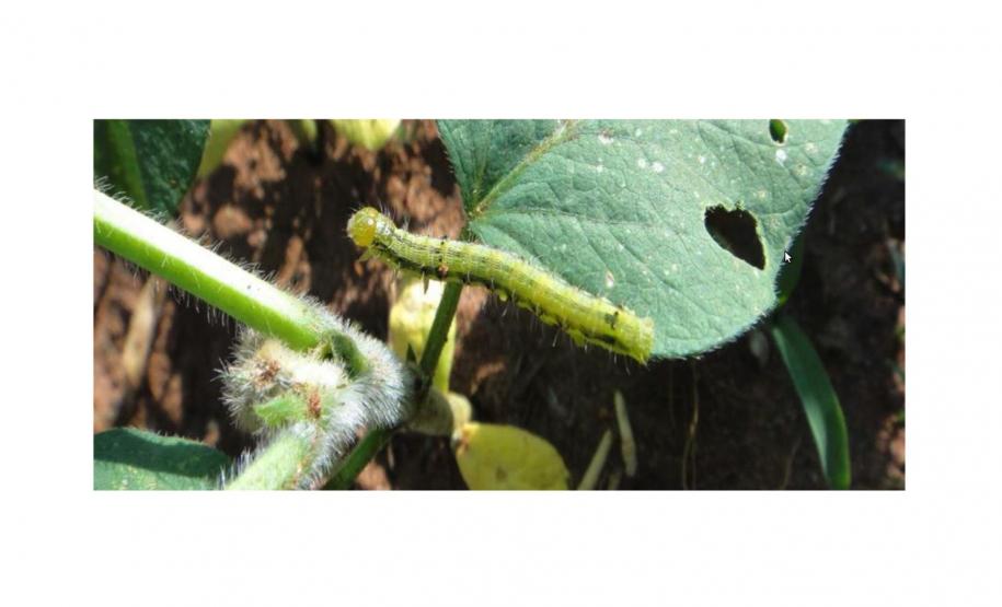 Helicoverpa armigera 2