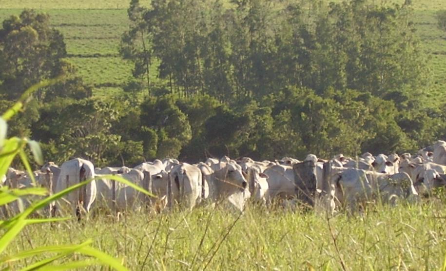 Você sabe o que é a “Doença da Vaca Louca”?
