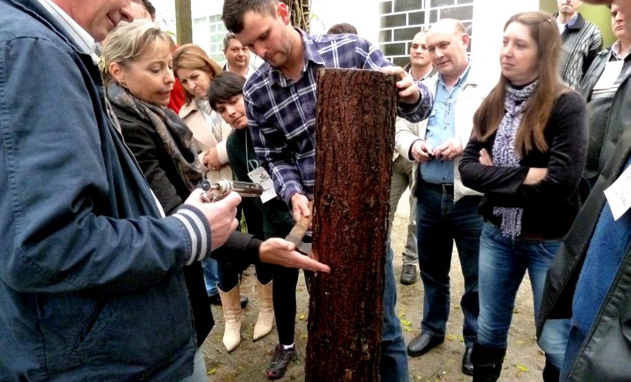 CFO, Sirex noctilio1