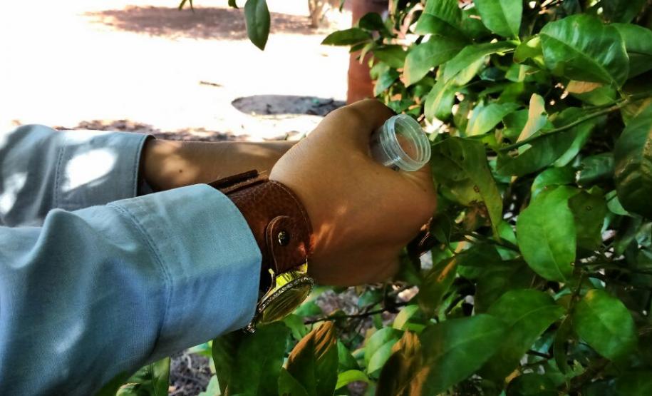 Greening: Adapar Desenvolve Ações em Parceria com a Iniciativa Privada Greening: Adapar Desenvolve Ações em Parceria com a Iniciativa Privada