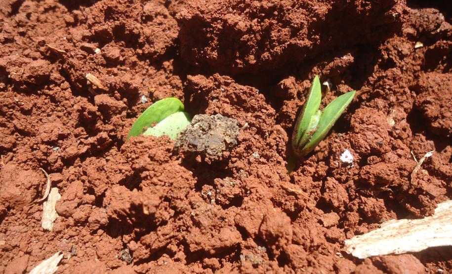 Codesul Discute Calendarização da Semeadura da Soja