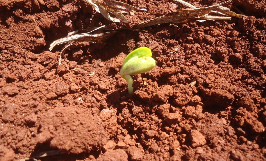 Codesul Discute Calendarização da Semeadura da Soja