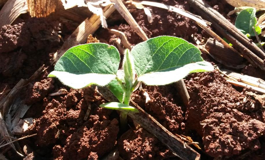 Codesul Discute Calendarização da Semeadura da Soja