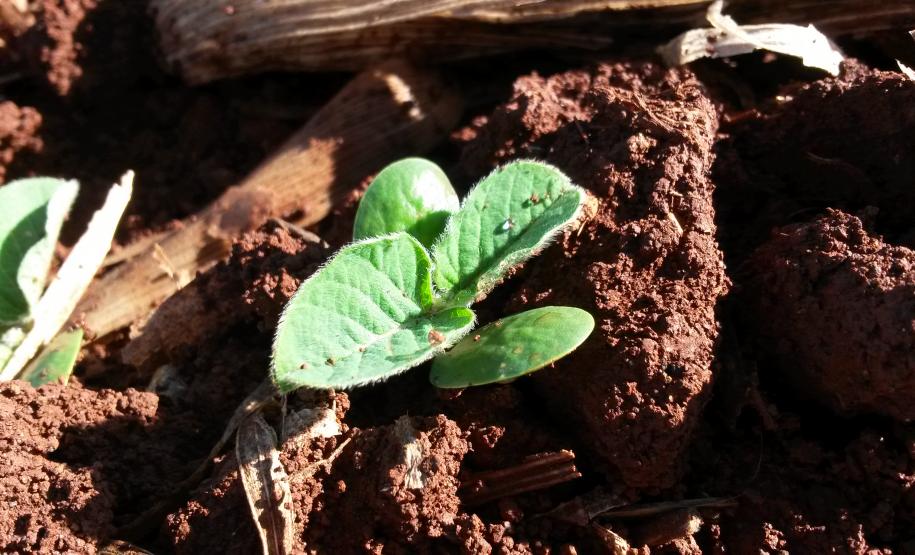 Codesul Discute Calendarização da Semeadura da Soja