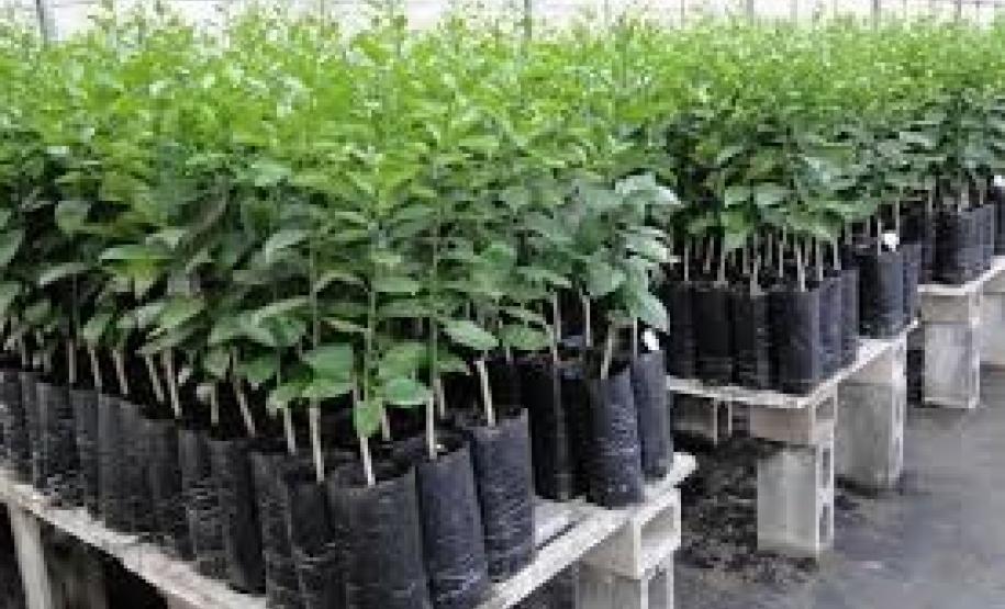 Adapar Agiliza Emissão de Autorização para Aquisição de Mudas de Citros. Adapar Agiliza Emissão de Autorização para Aquisição de Mudas de Citros.