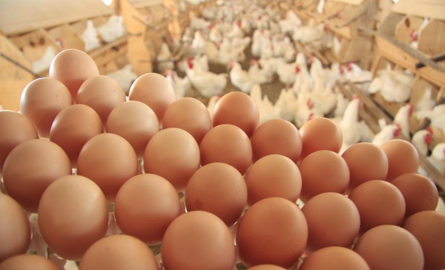 Adapar orienta produtores sobre saúde das aves em Cruzeiro do Sul.