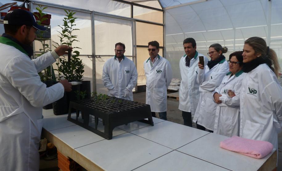 Adapar realiza treinamento para fiscais da Adagro (PE) em sanidade na citricultura