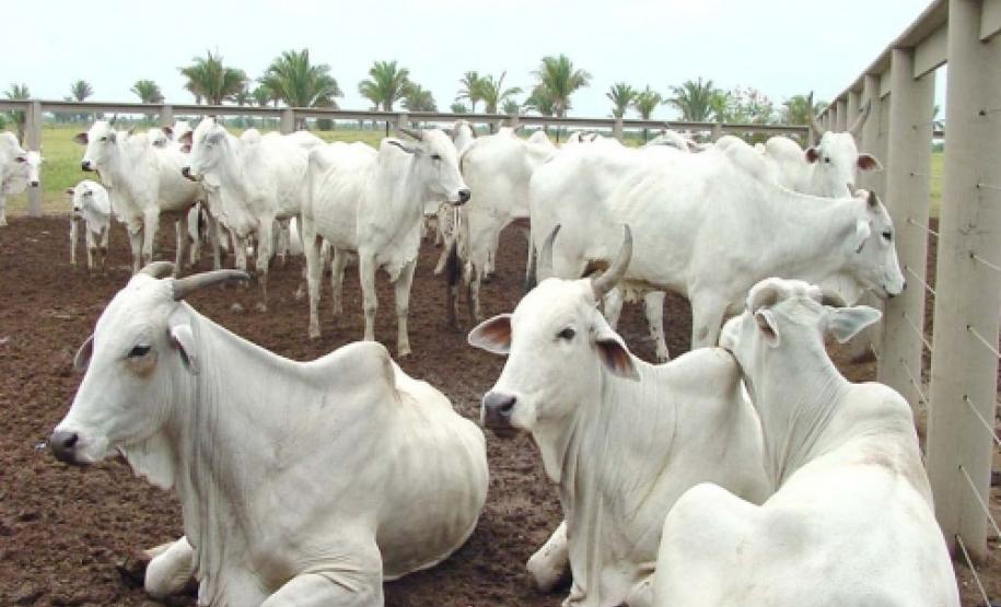 Fim de vacinação contra aftosa elevaria em US$ 1 bi exportação