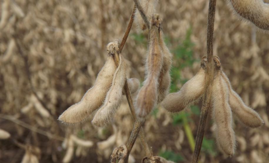 Adapar estabelece novo período de vazio sanitário e mantém data limite para semeadura da soja