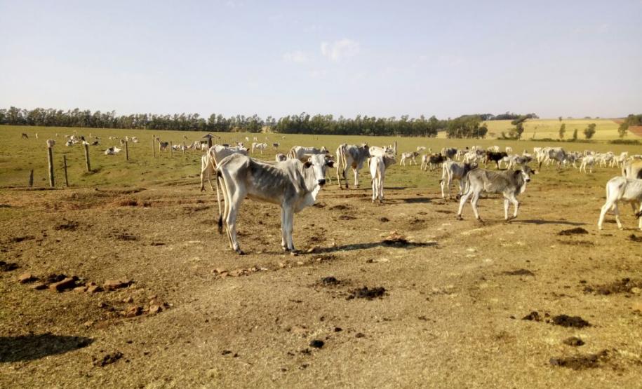 Adapar Autua Produtor Rural em Mais um Caso de Maus Tratos a Animais