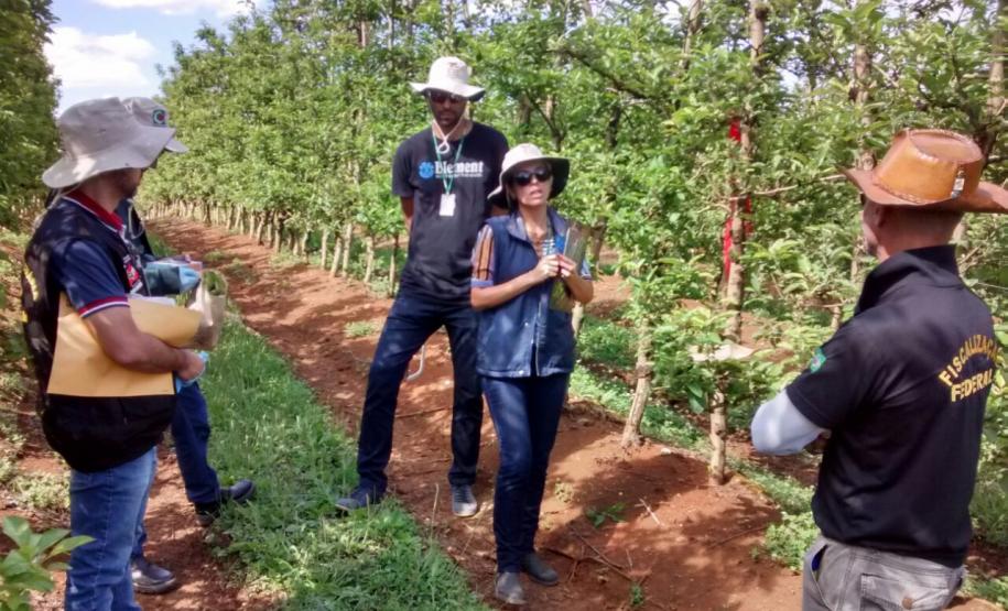Adapar participa de Simulado em Emergência Fitossanitária em Fraiburgo.
