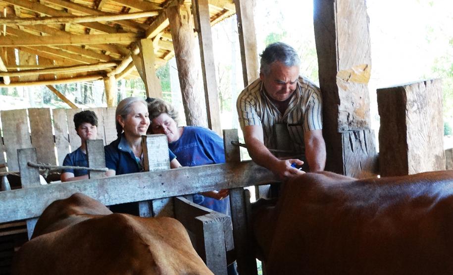 Cruz Machado se une na 2º etapa da Campanha de Vacinação contra Febre Aftosa