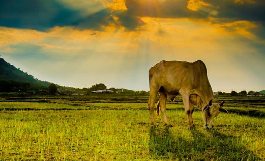Como Notificar Ocorrência de Doenças nos Animais? Como Notificar Ocorrência de Doenças nos Animais?