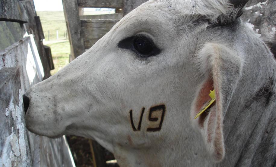 Consulta Pública Adapar1