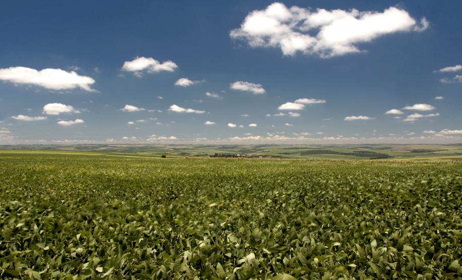 Clima ruim obriga Paraná a ampliar calendário de cultivo da soja