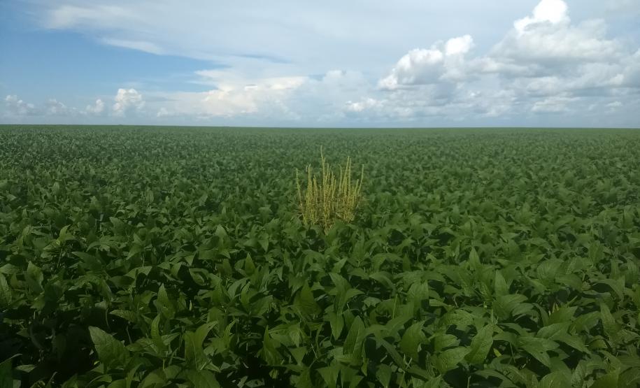 Evento sobre Erradicação da praga Amaranthus palmeri no Mato Grosso