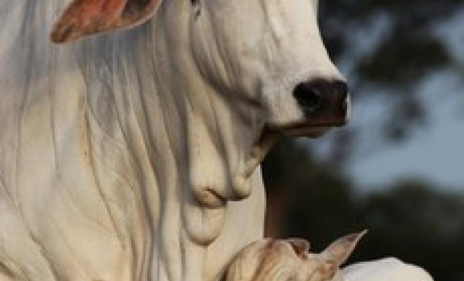 Mapa define que vacina de 2 ml contra aftosa será usada em 2019