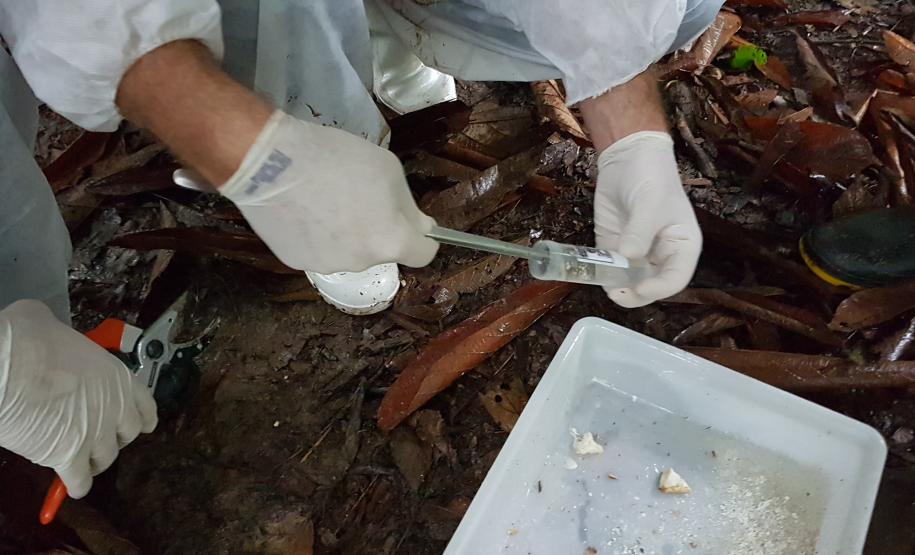 Servidores da Adapar são Capacitados em Emergências Fitossanitárias