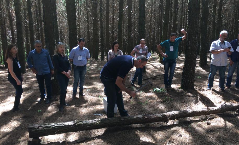 Adapar realiza capacitação para pragas da cultura do pínus