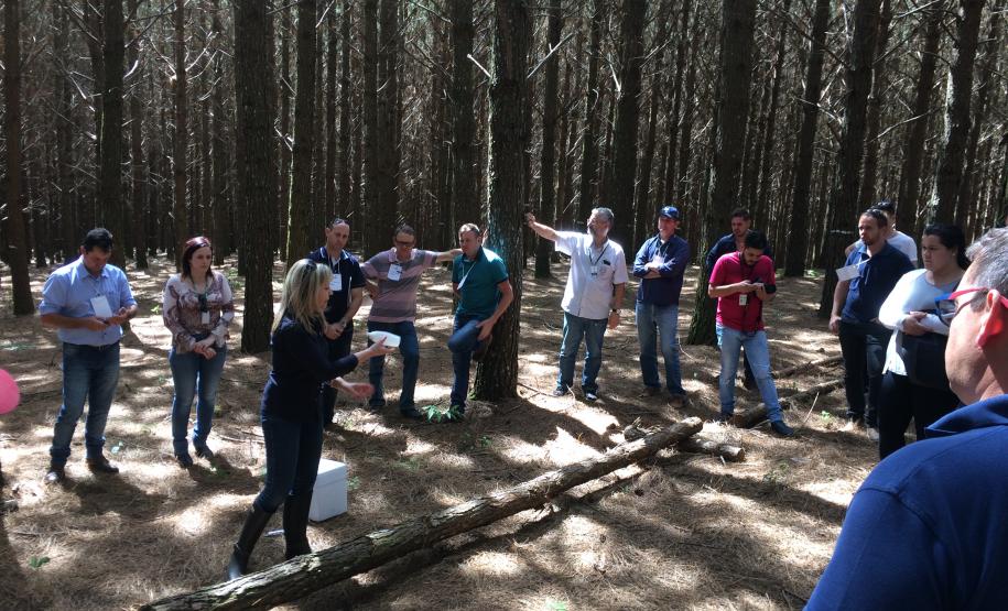 Adapar realiza capacitação para pragas da cultura do pínus