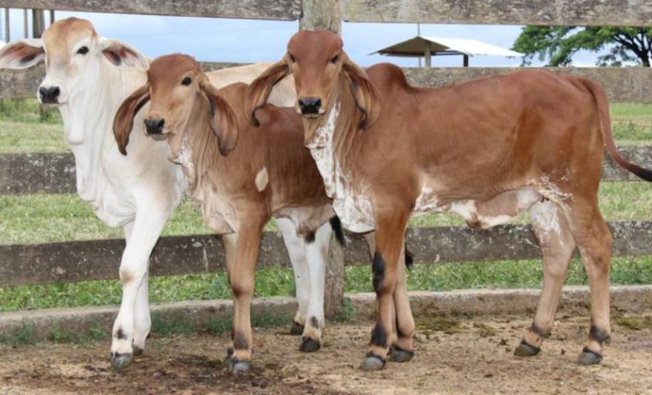 Ações para reforçar fronteiras e impedir reingresso da aftosa são discutidas em SP