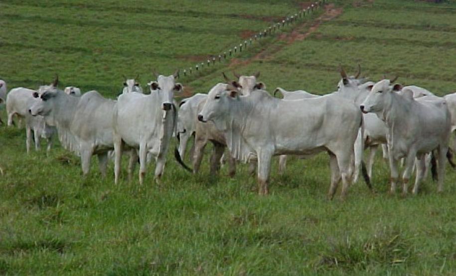 Estudo aponta cenários para área livre de aftosa sem vacinação