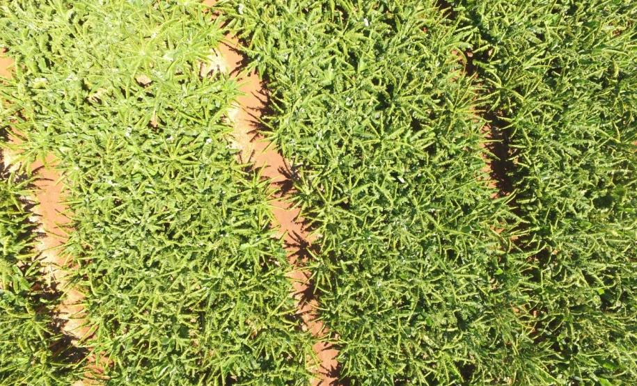 Sanidade Vegetal: Uso de Drones pela Adapar Sanidade Vegetal: Uso de Drones pela Adapar